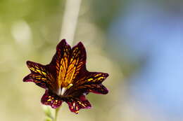 Image of salpiglossis