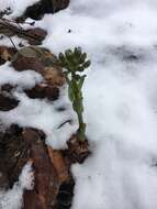 Image of arctic sweet coltsfoot