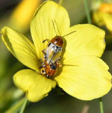 <i>Cryptocephalus quatuordecimmaculatus</i> resmi