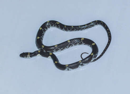 Image of Barred Wolf Snake