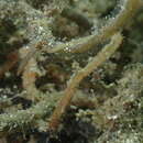 Image of Hairy pipefish