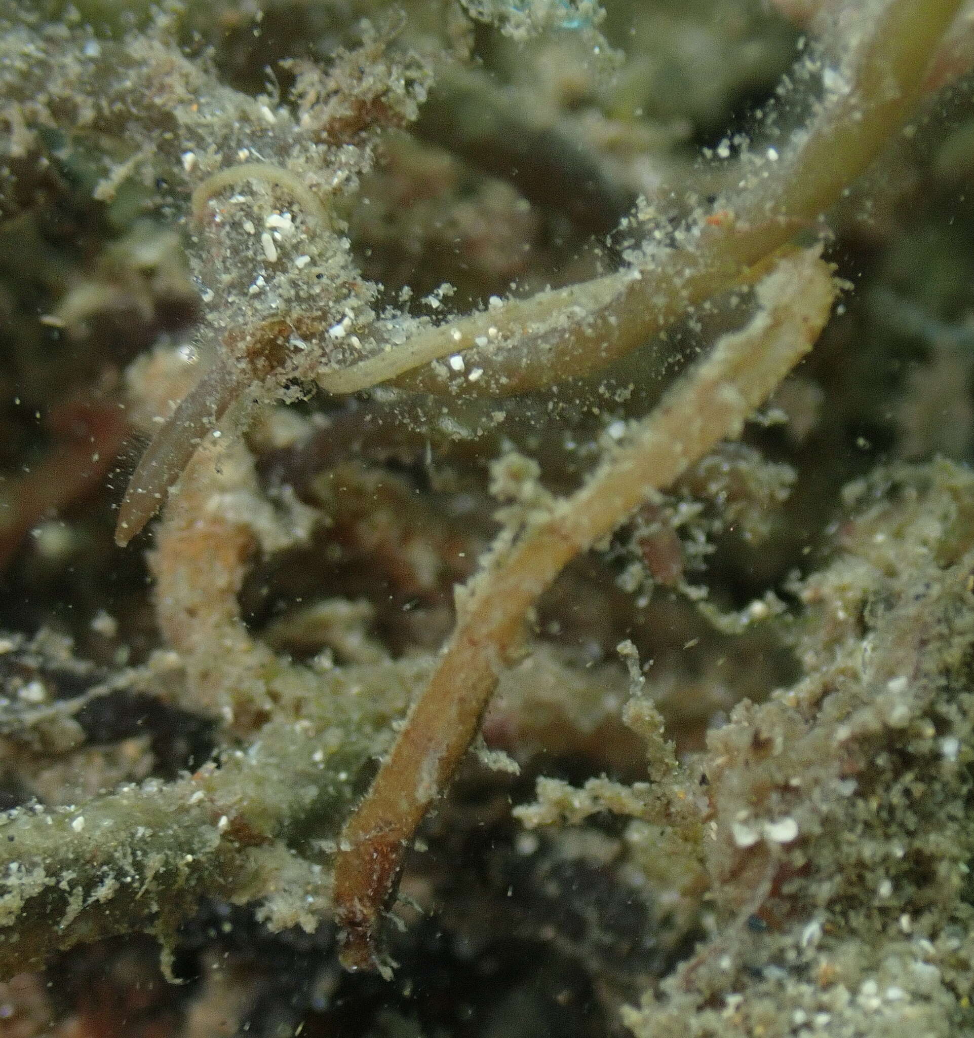 Image of Hairy pipefish