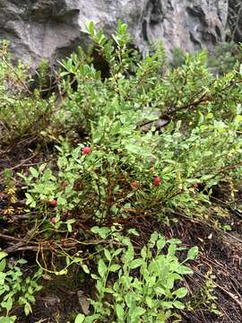 Image de Vaccinium scoparium Leiberg