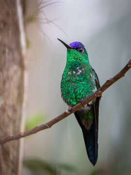 Image of Violet-capped Woodnymph