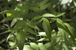 Imagem de Angelica anomala subsp. sachalinensis (Maxim.) H. Ohba