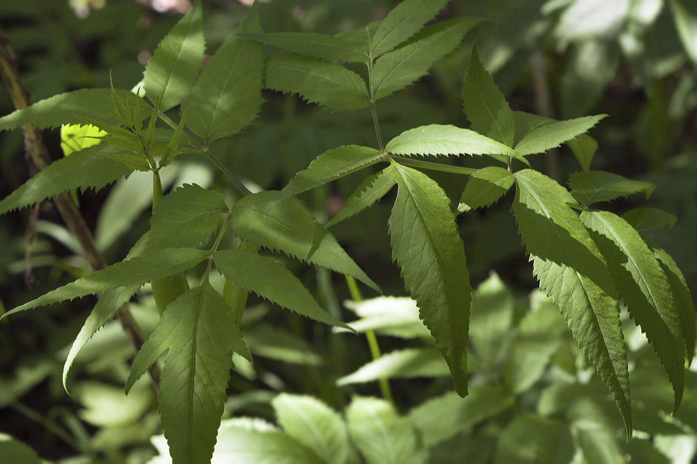 Image of Angelica anomala subsp. sachalinensis (Maxim.) H. Ohba