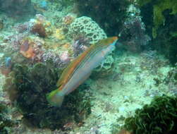 Image of Rainbow Slender Wrasse