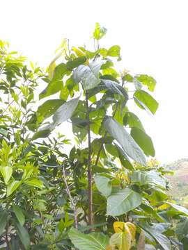 Imagem de Alchornea latifolia Sw.