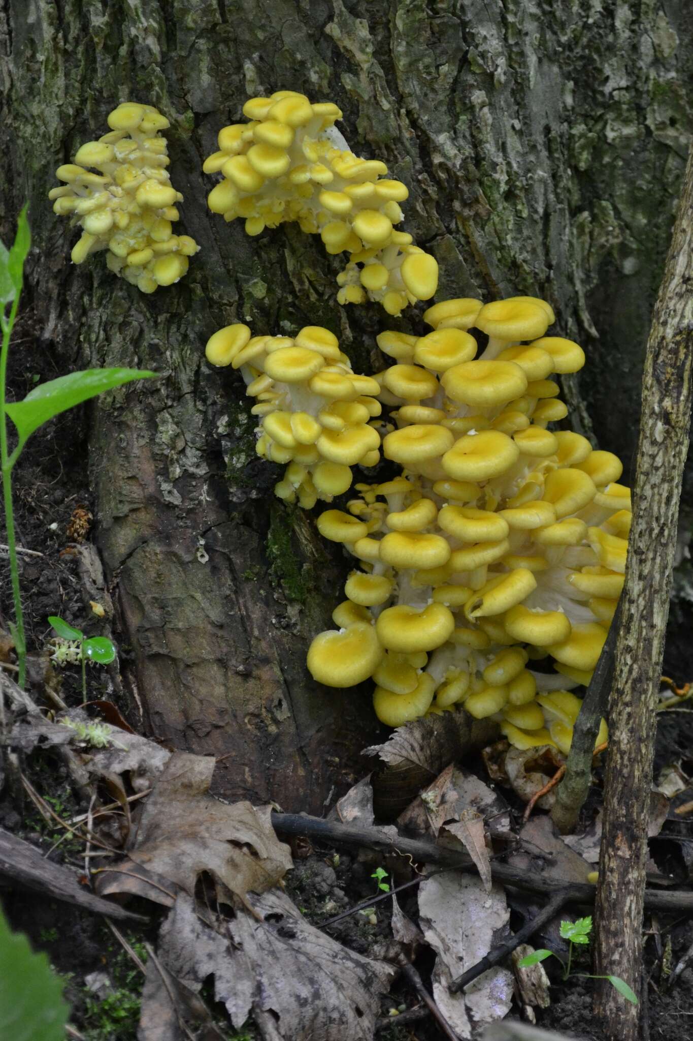 Pleurotus citrinopileatus Singer 1942 resmi