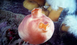 Image of sea peach