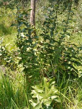 Image of Acourtia cordata (Cerv.) B. L. Turner