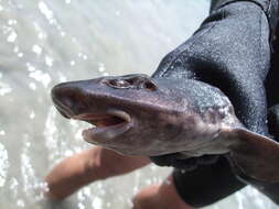 Image of Chilean Catshark