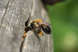 Image of Megachile nigriventris Schenck 1870