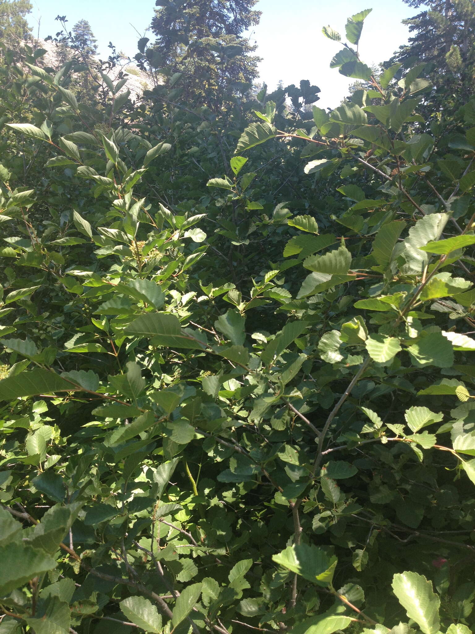 Image of thinleaf alder