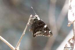 Image de Codatractus arizonensis Skinner 1905