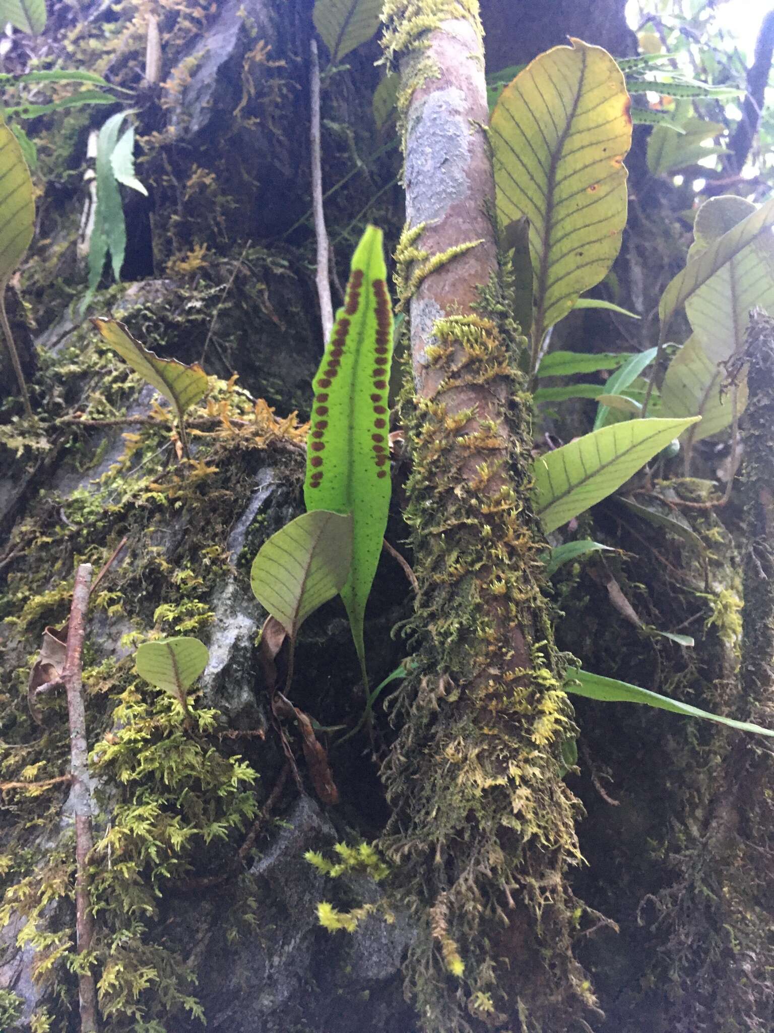 Image of Selliguea rhynchophylla (Hook.) Fraser-Jenk.