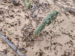 Image of Panhandle Prickly-pear