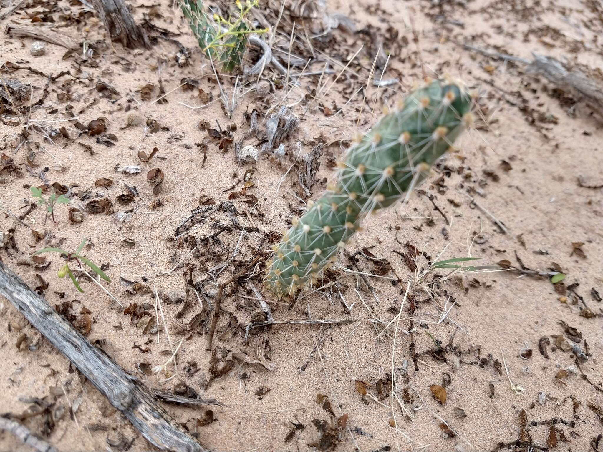 Image of Panhandle Prickly-pear