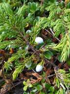 Image of common juniper