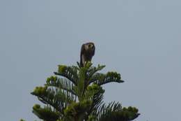 Image of Falco peregrinus minor Bonaparte 1850