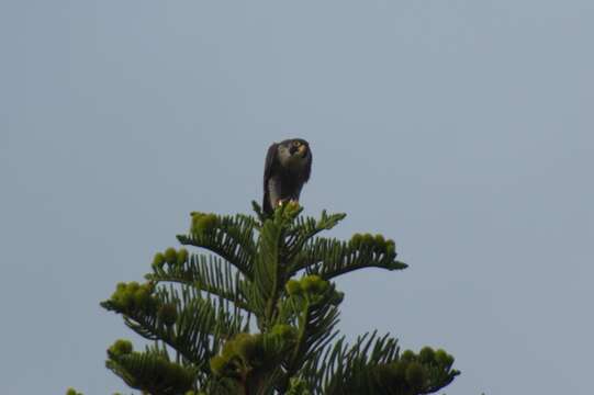 Слика од Falco peregrinus minor Bonaparte 1850