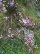 Senecio glastifolius L. fil. resmi