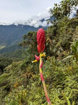 Image of Pitcairnia kniphofioides L. B. Sm.