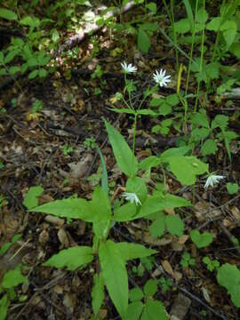 Слика од Stellaria bungeana Fenzl