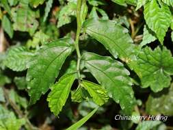 Image of Pellionia radicans (Sieb. & Zucc.) Wedd.