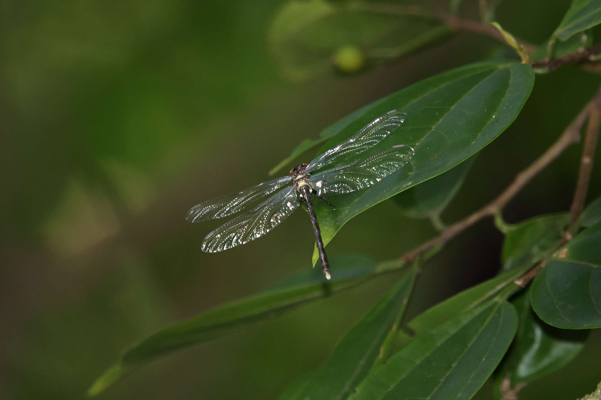 صورة Stylogomphus chunliuae Chao 1954