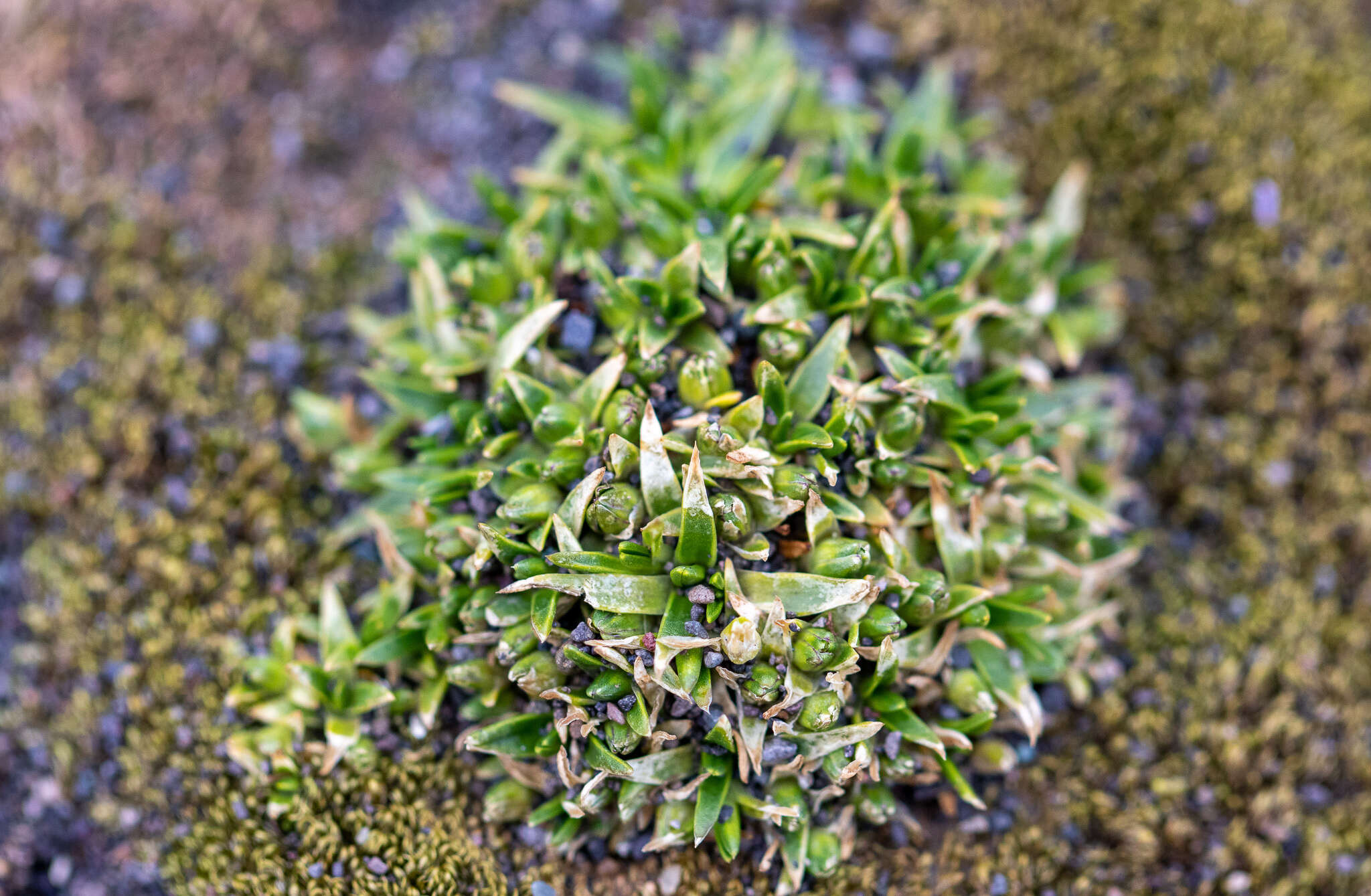 Слика од Colobanthus quitensis (Kunth) Bartling