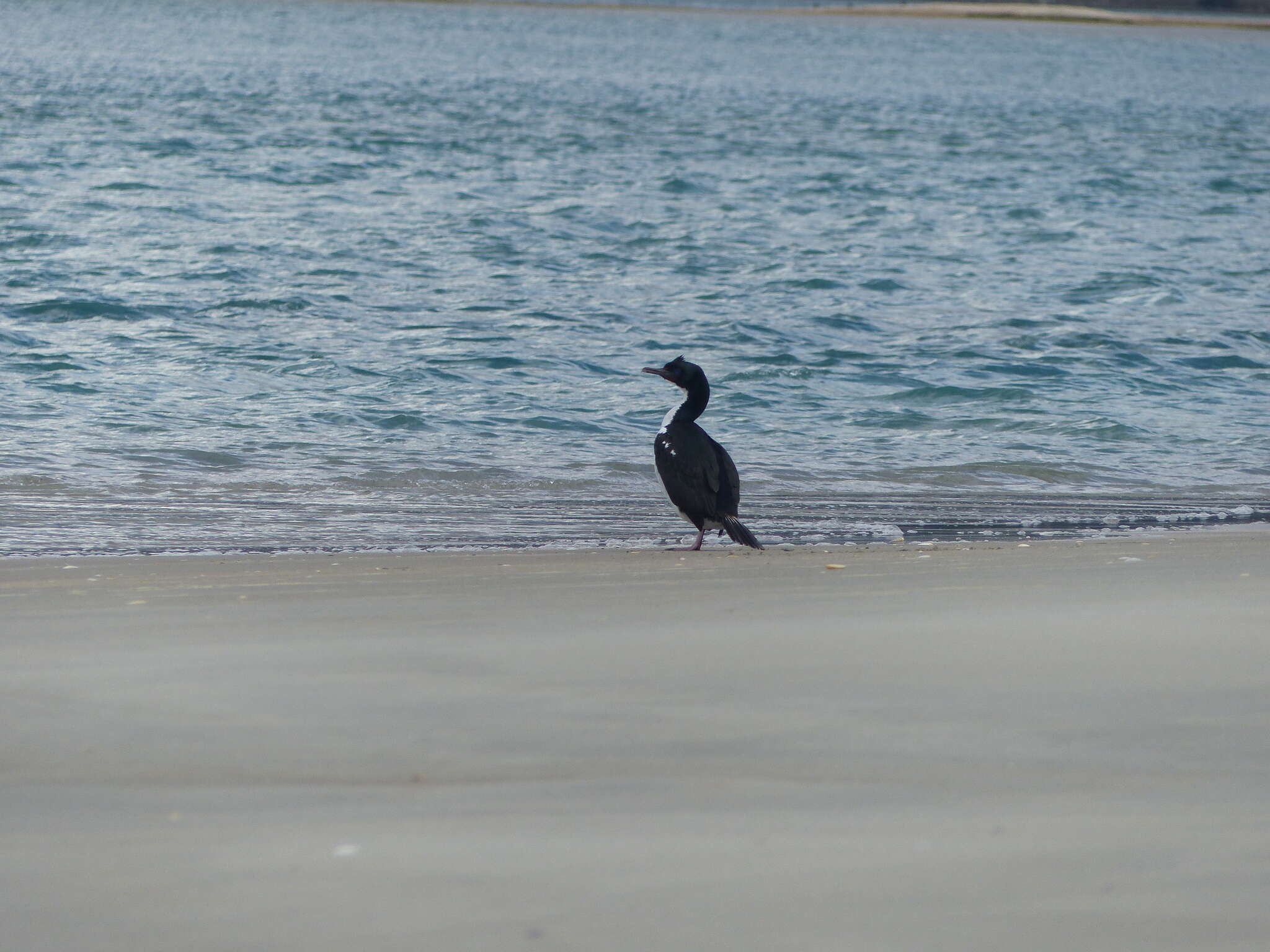 Image of Otago Shag