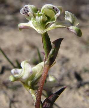 Disperis circumflexa subsp. aemula (Schltr.) J. C. Manning resmi