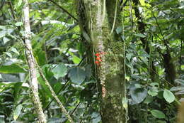 Image of Columnea microcalyx Hanst.