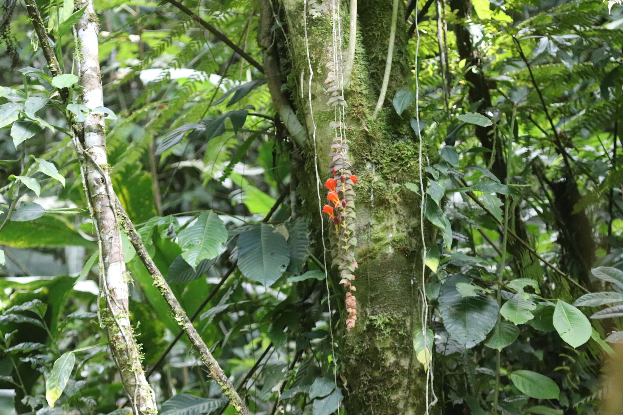 Image of Columnea microcalyx Hanst.