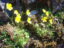 Image de Ranunculus ollissiponensis Pers.
