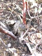 Image of Arctostaphylos glandulosa subsp. cushingiana (Eastw.) J. E. Keeley, M. C. Vasey & V. T. Parker