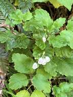 Image of New Zealand calceolaria