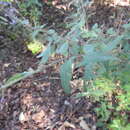 Image of Salvia thyrsiflora Benth.