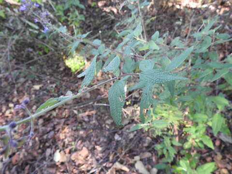 Imagem de Salvia thyrsiflora Benth.