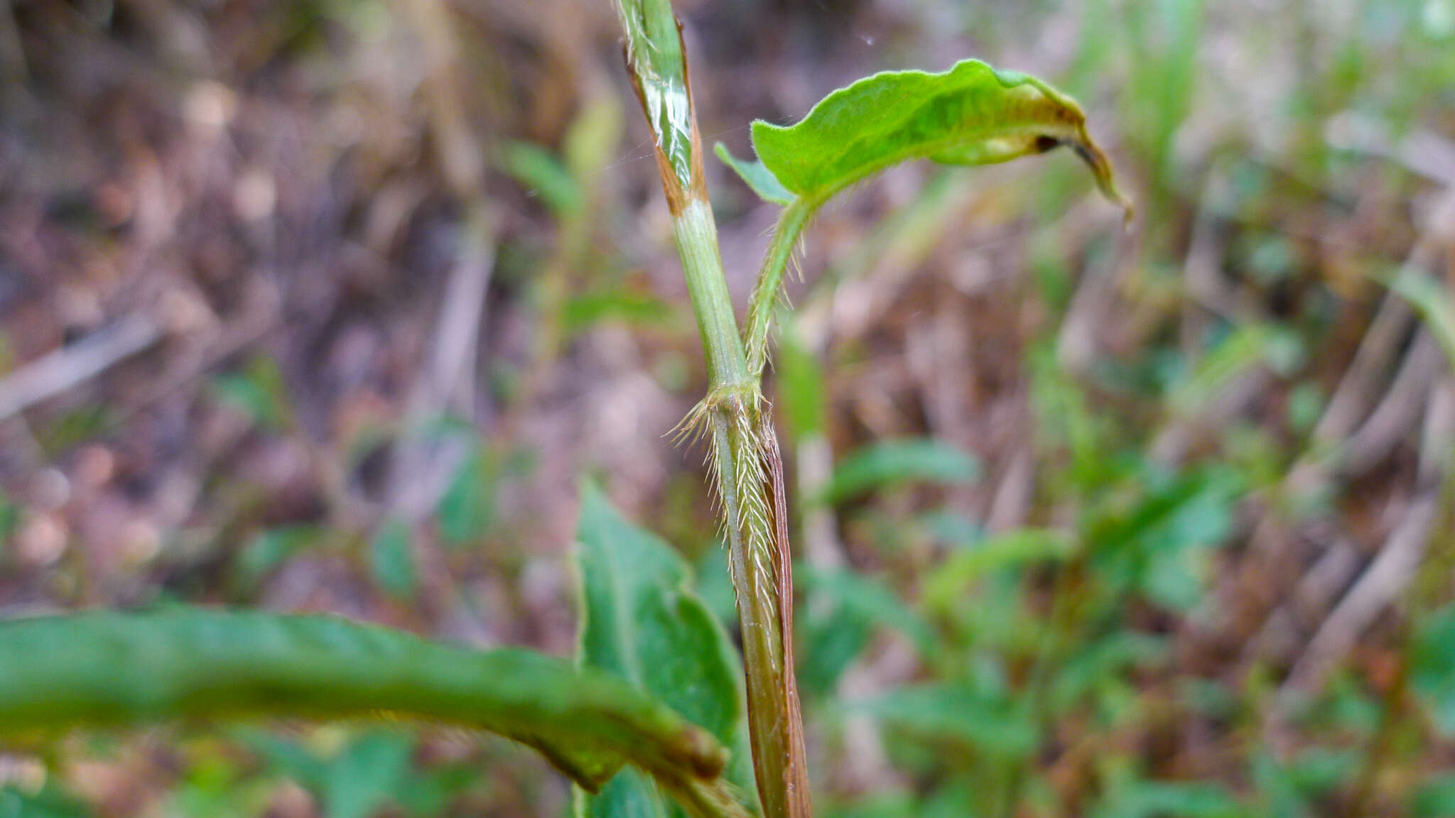 Image of Persicaria strigosa (R. Br.) Nakai