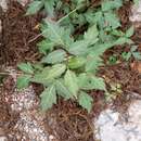 Sivun Toxicodendron radicans subsp. divaricatum (Greene) Gillis kuva