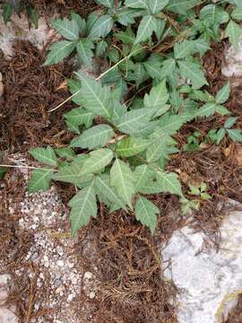 Image of eastern poison ivy