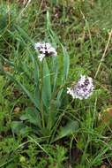 Image of Valeriana chionophila Popov & Kult.