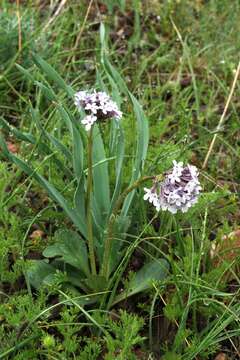 Image of Valeriana chionophila Popov & Kult.