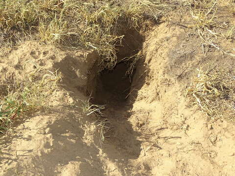 Image of Aardvarks