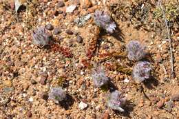 Image of Ptilotus declinatus Nees