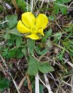 Image of Turner's buttercup