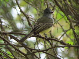 Imagem de Myiarchus phaeocephalus Sclater & PL 1860