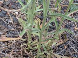 Image of Upright Blue Beardtongue